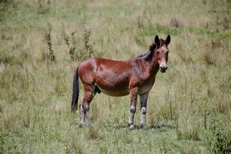 Conheça o Bardoto: animal híbrido de。